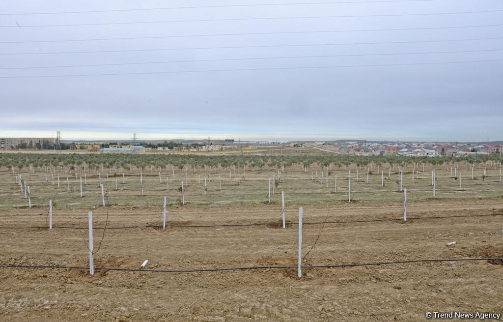 Сотрудники Trend.az, Day.az, Milli.az и Azernews.az приняли участие в акции по посадке деревьев в честь 650-летия Насими - (ФОТО/ВИДЕО)