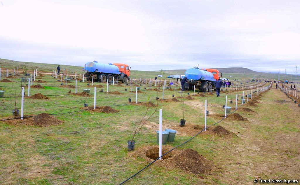 Сотрудники Trend.az, Day.az, Milli.az и Azernews.az приняли участие в акции по посадке деревьев в честь 650-летия Насими - (ФОТО/ВИДЕО)