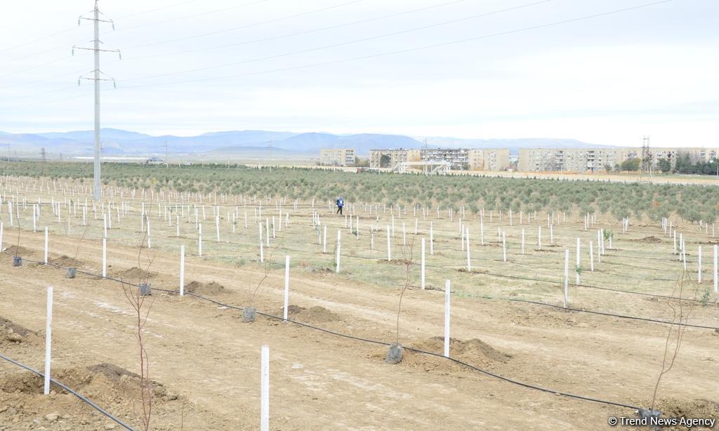 Сотрудники Trend.az, Day.az, Milli.az и Azernews.az приняли участие в акции по посадке деревьев в честь 650-летия Насими - (ФОТО/ВИДЕО)