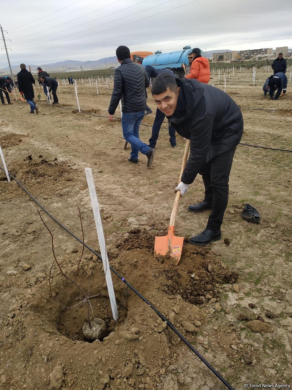 Сотрудники Trend.az, Day.az, Milli.az и Azernews.az приняли участие в акции по посадке деревьев в честь 650-летия Насими - (ФОТО/ВИДЕО)