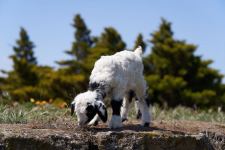 Забавные кадры из зоопарка заповедника "Гала"! Во время карантина произошло пополнение (ФОТО)