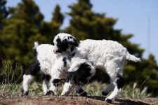 Забавные кадры из зоопарка заповедника "Гала"! Во время карантина произошло пополнение (ФОТО)