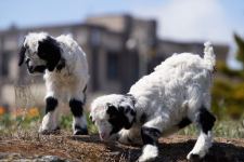 Забавные кадры из зоопарка заповедника "Гала"! Во время карантина произошло пополнение (ФОТО)