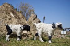 Забавные кадры из зоопарка заповедника "Гала"! Во время карантина произошло пополнение (ФОТО)