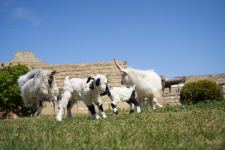 Забавные кадры из зоопарка заповедника "Гала"! Во время карантина произошло пополнение (ФОТО)