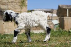 Забавные кадры из зоопарка заповедника "Гала"! Во время карантина произошло пополнение (ФОТО)