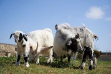 Забавные кадры из зоопарка заповедника "Гала"! Во время карантина произошло пополнение (ФОТО)