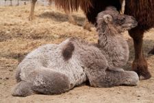 Забавные кадры из зоопарка заповедника "Гала"! Во время карантина произошло пополнение (ФОТО)