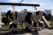 Забавные кадры из зоопарка заповедника "Гала"! Во время карантина произошло пополнение (ФОТО)