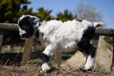 Забавные кадры из зоопарка заповедника "Гала"! Во время карантина произошло пополнение (ФОТО)