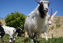 Забавные кадры из зоопарка заповедника "Гала"! Во время карантина произошло пополнение (ФОТО)