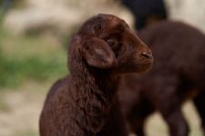 Забавные кадры из зоопарка заповедника "Гала"! Во время карантина произошло пополнение (ФОТО)