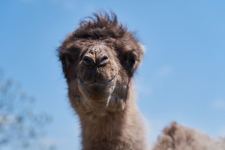 Забавные кадры из зоопарка заповедника "Гала"! Во время карантина произошло пополнение (ФОТО)