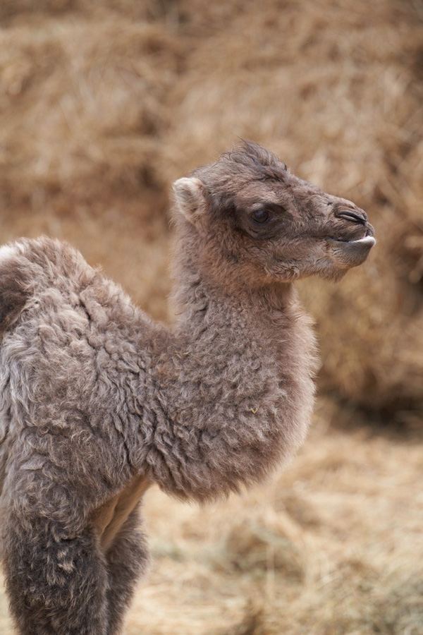 Забавные кадры из зоопарка заповедника "Гала"! Во время карантина произошло пополнение (ФОТО)