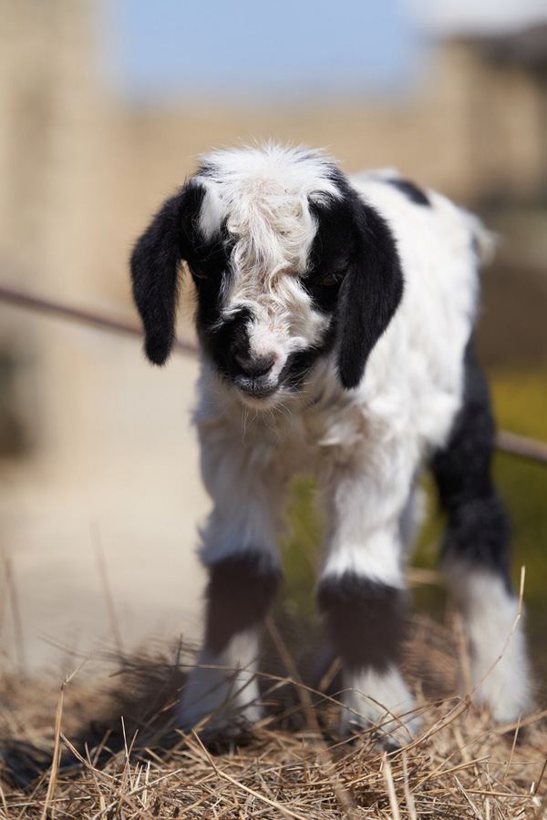 Забавные кадры из зоопарка заповедника "Гала"! Во время карантина произошло пополнение (ФОТО)