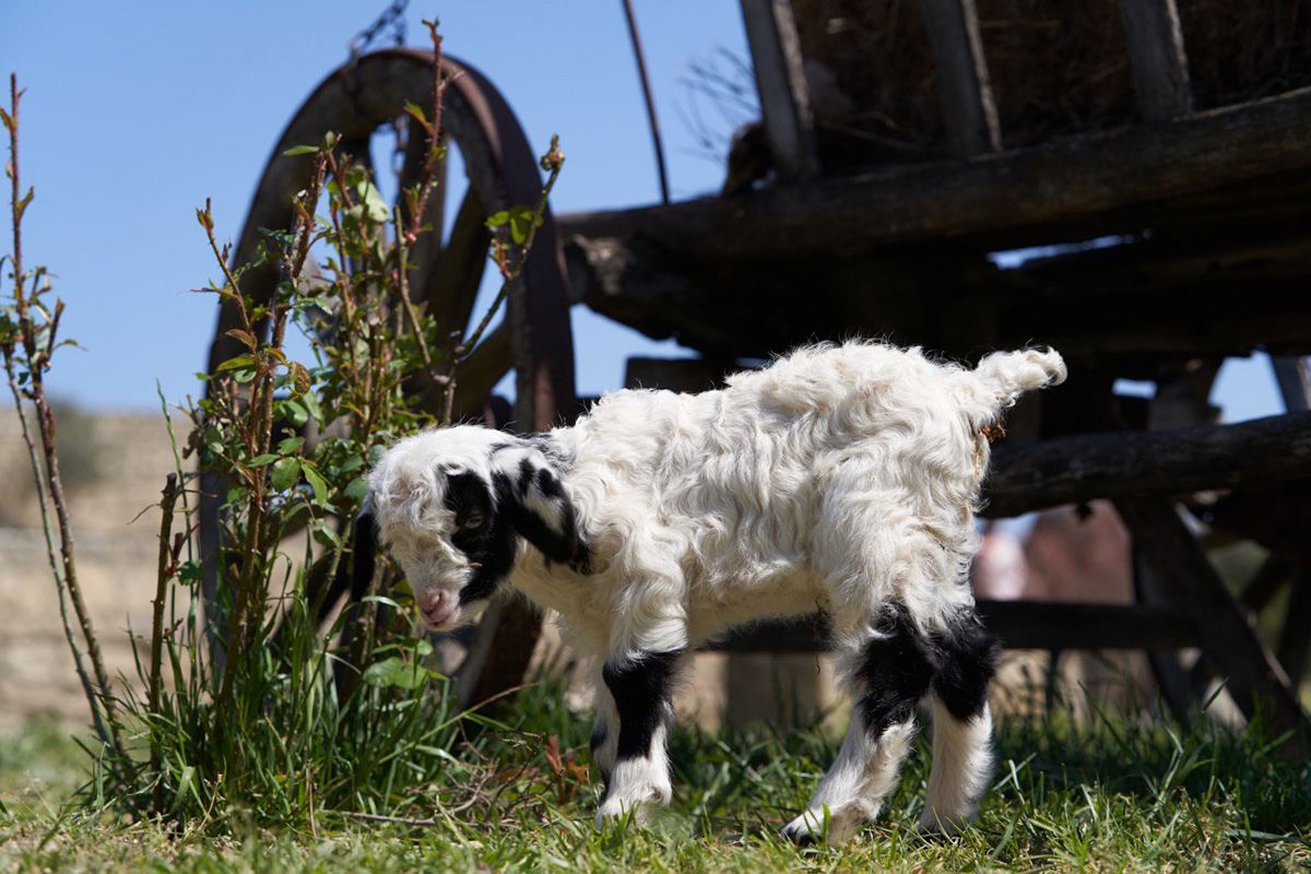 Забавные кадры из зоопарка заповедника "Гала"! Во время карантина произошло пополнение (ФОТО)