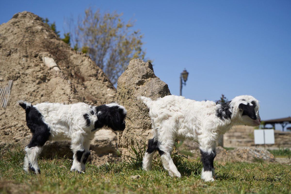 Забавные кадры из зоопарка заповедника "Гала"! Во время карантина произошло пополнение (ФОТО)