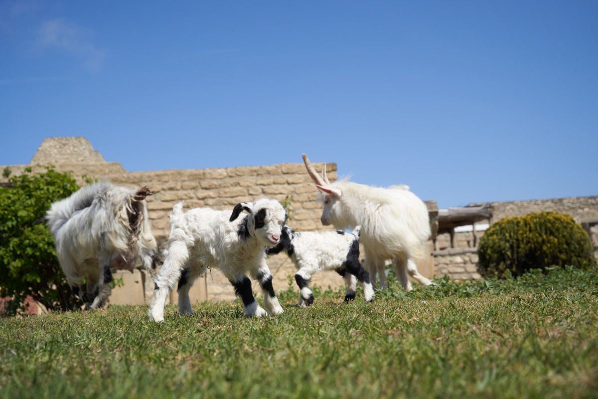 Забавные кадры из зоопарка заповедника "Гала"! Во время карантина произошло пополнение (ФОТО)