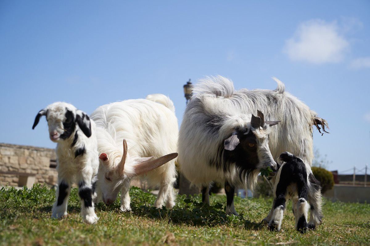 Забавные кадры из зоопарка заповедника "Гала"! Во время карантина произошло пополнение (ФОТО)