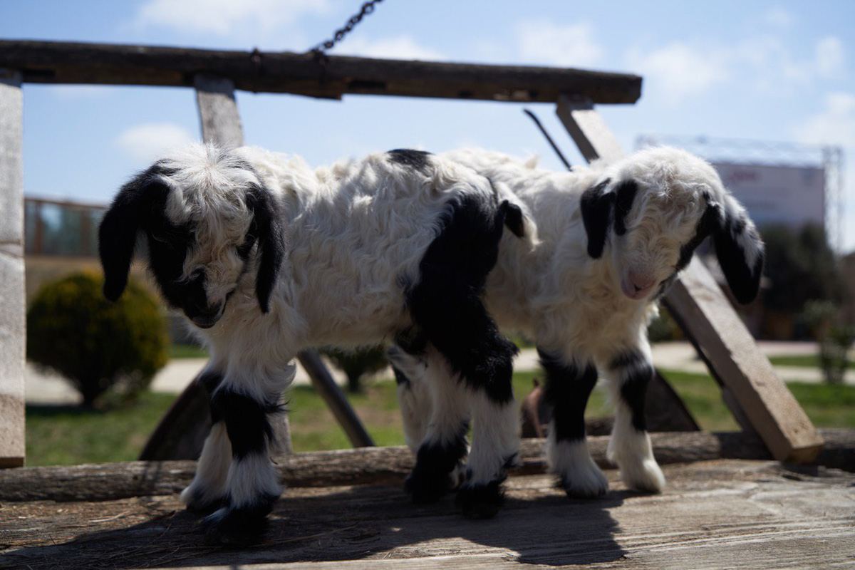 Забавные кадры из зоопарка заповедника "Гала"! Во время карантина произошло пополнение (ФОТО)
