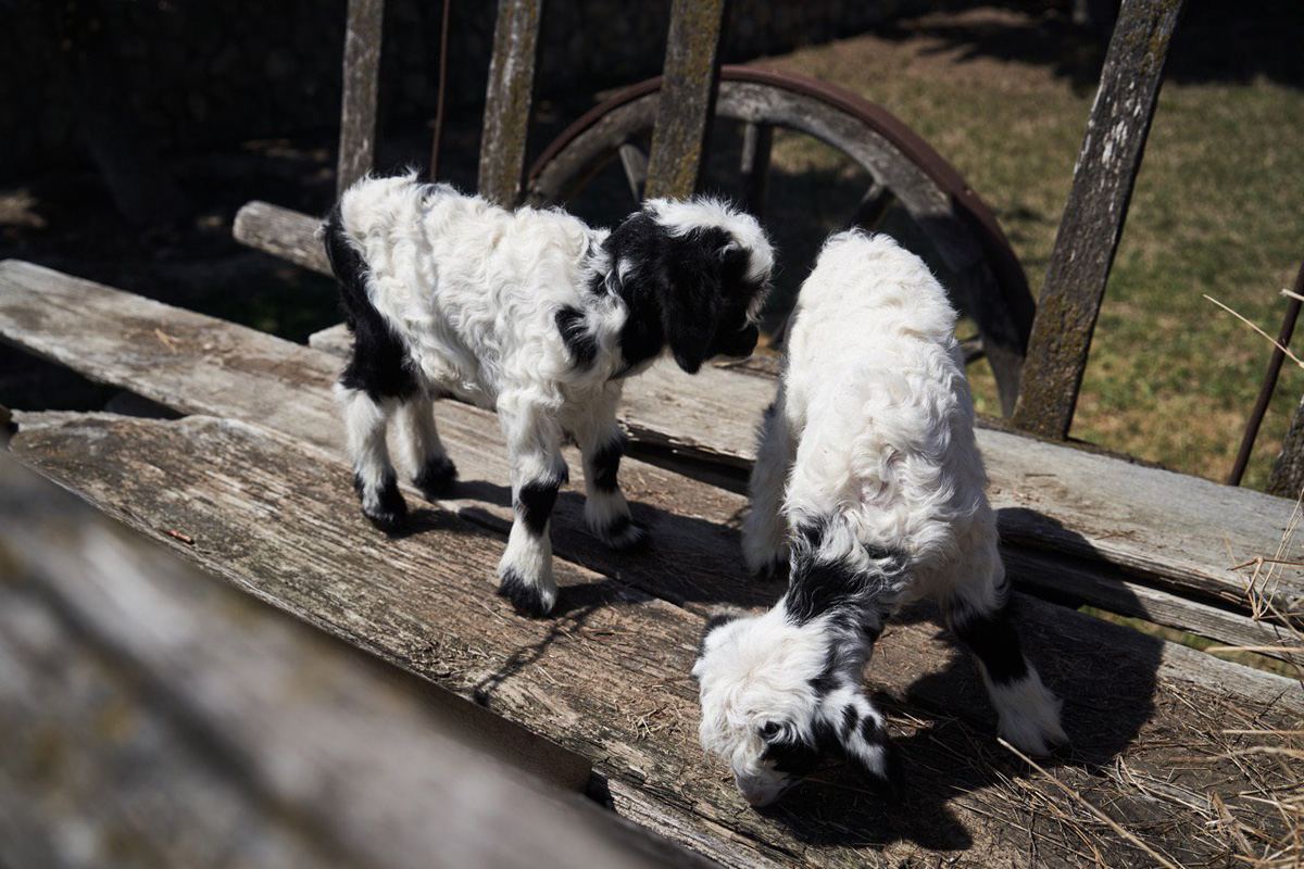 Забавные кадры из зоопарка заповедника "Гала"! Во время карантина произошло пополнение (ФОТО)