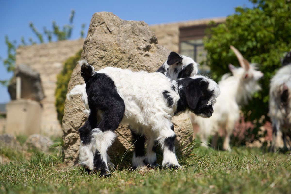 Забавные кадры из зоопарка заповедника "Гала"! Во время карантина произошло пополнение (ФОТО)