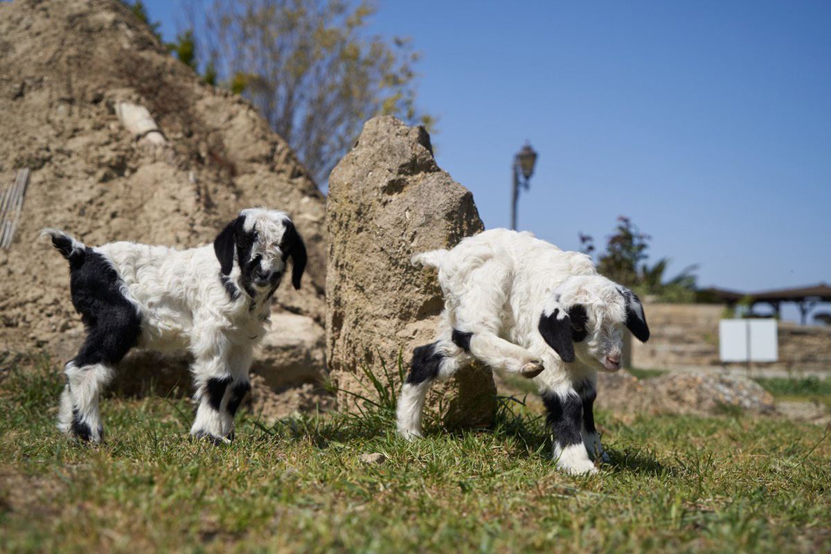 Забавные кадры из зоопарка заповедника "Гала"! Во время карантина произошло пополнение (ФОТО)