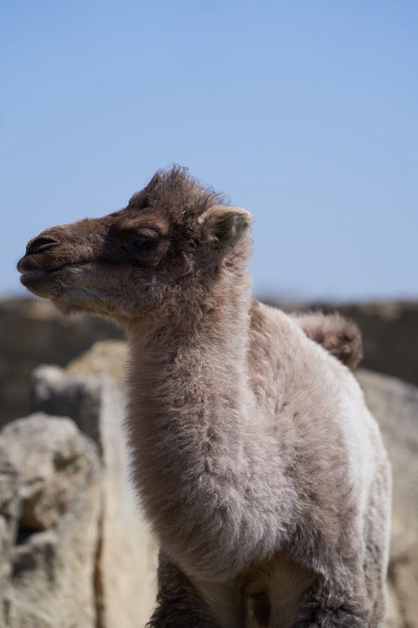 Забавные кадры из зоопарка заповедника "Гала"! Во время карантина произошло пополнение (ФОТО)