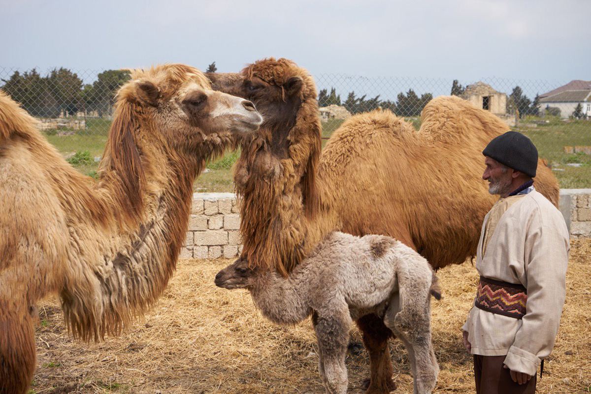 Забавные кадры из зоопарка заповедника "Гала"! Во время карантина произошло пополнение (ФОТО)