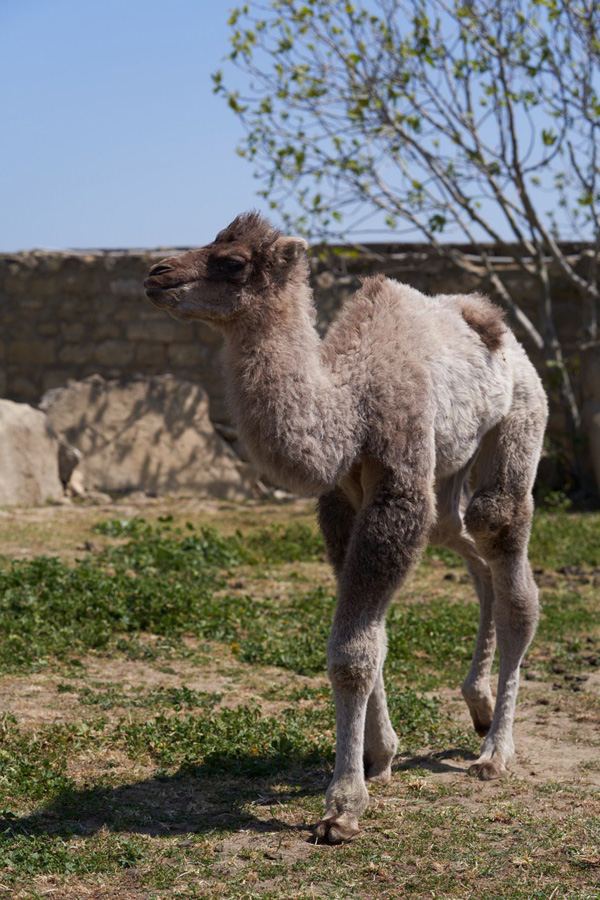 Забавные кадры из зоопарка заповедника "Гала"! Во время карантина произошло пополнение (ФОТО)