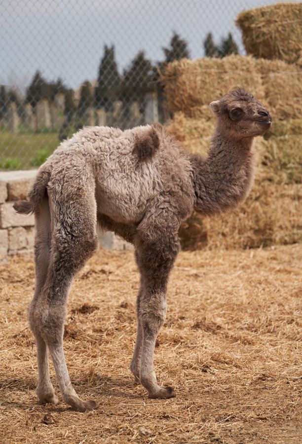 Забавные кадры из зоопарка заповедника "Гала"! Во время карантина произошло пополнение (ФОТО)