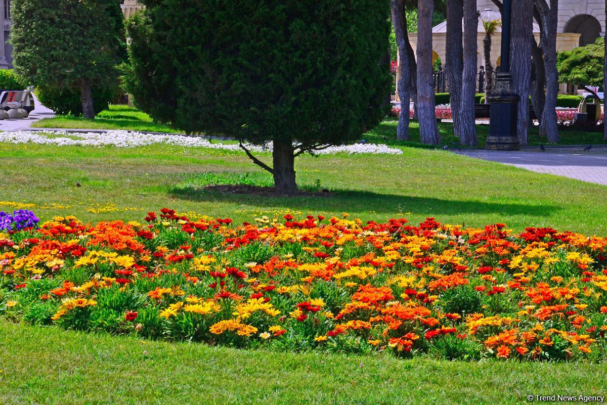 Бакинский бульвар после смягчения карантина (ФОТО)