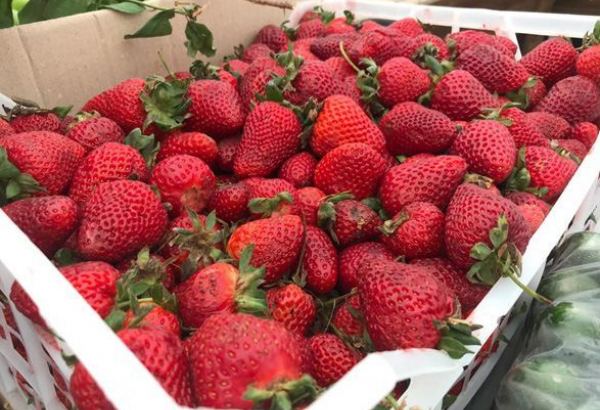 Стали известны доходы Азербайджана от экспорта клубники