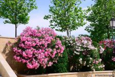 Нагорный парк Баку - взгляд на Каспий, бульвар и столицу  (ФОТО)