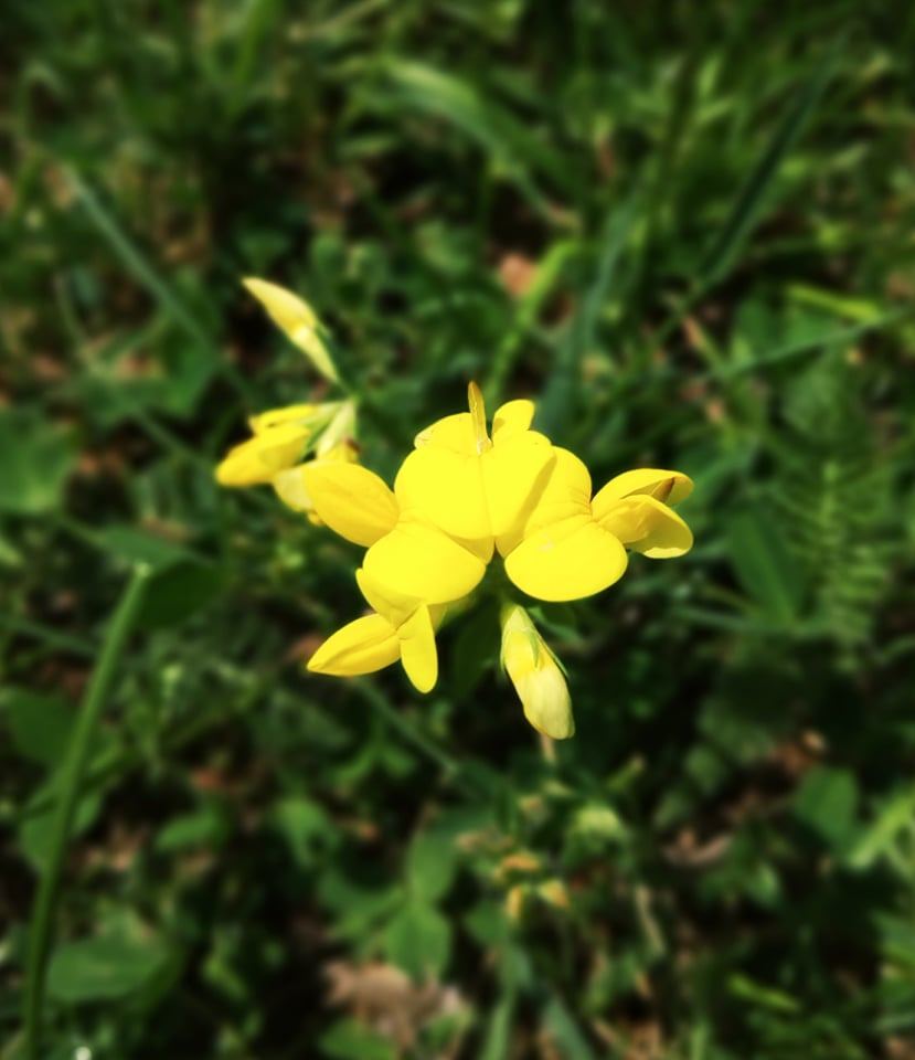 Летом в Гедабеке - красота природы (ФОТО)