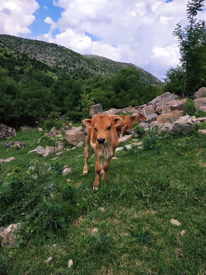 Летом в Гедабеке - красота природы (ФОТО)