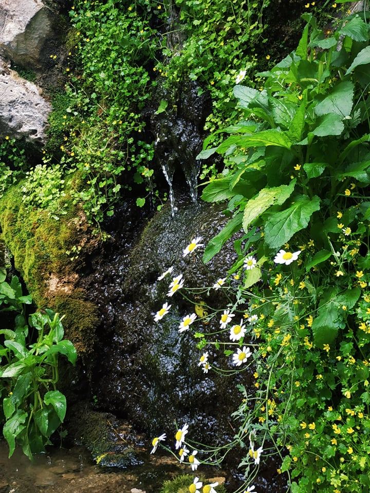 Летом в Гедабеке - красота природы (ФОТО)