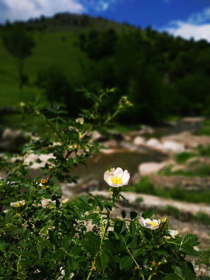 Летом в Гедабеке - красота природы (ФОТО)