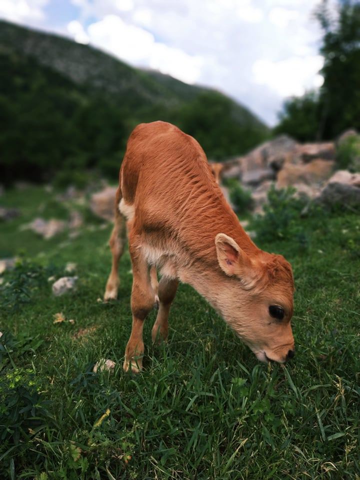 Летом в Гедабеке - красота природы (ФОТО)