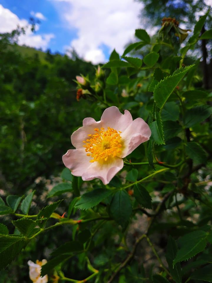 Летом в Гедабеке - красота природы (ФОТО)