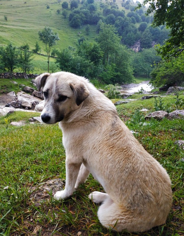 Летом в Гедабеке - красота природы (ФОТО)