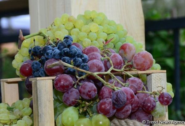 Пандемия не сказалась на сфере виноградарства Азербайджана