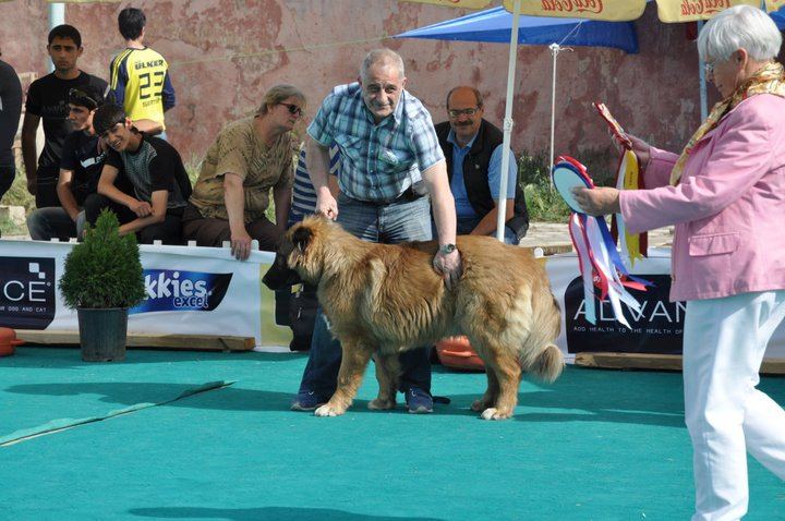 Скончался один из основателей азербайджанского рока Чингиз Адиб (ВИДЕО, ФОТО)