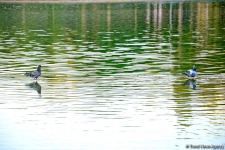 Оазис в центре Баку - под открытым небом у озера с синеватой чистой водой (ФОТО)