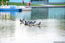 Оазис в центре Баку - под открытым небом у озера с синеватой чистой водой (ФОТО)