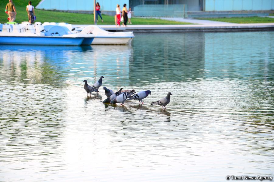 Оазис в центре Баку - под открытым небом у озера с синеватой чистой водой (ФОТО)