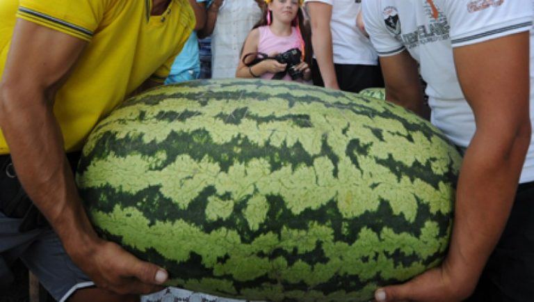 День арбуза в Азербайджане – ягода в 119 кг, соревнование по разбиванию арбузов головой (ВИДЕО, ФОТО)