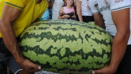 День арбуза в Азербайджане – ягода в 119 кг, соревнование по разбиванию арбузов головой (ВИДЕО, ФОТО)