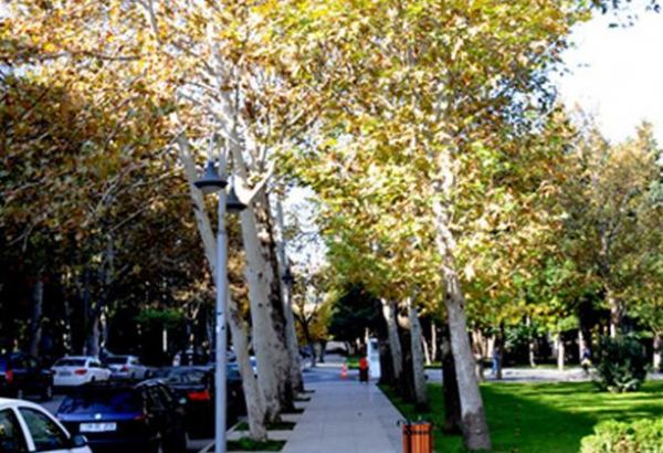 Завтра в Баку будет до 15 градусов тепла