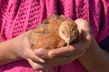 Ты улетела, как Ангел, оставив большой свет на Земле... Ричардас Лапайтис о девочке  Туране из села Гасангая Тертерского района (ФОТО)